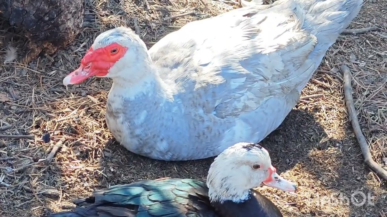 Линда, Большой серый, Каюга, Доминант и несушка с цыплятами.