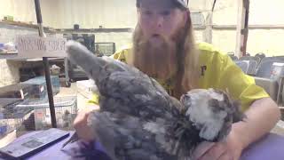 thursday night animals