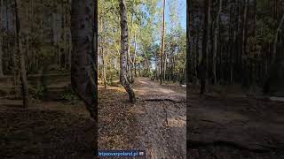 Between summer and autumn in the forest - Między latem a jesienią w lesie