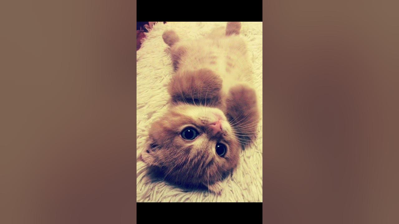 няшные котики - YouTube