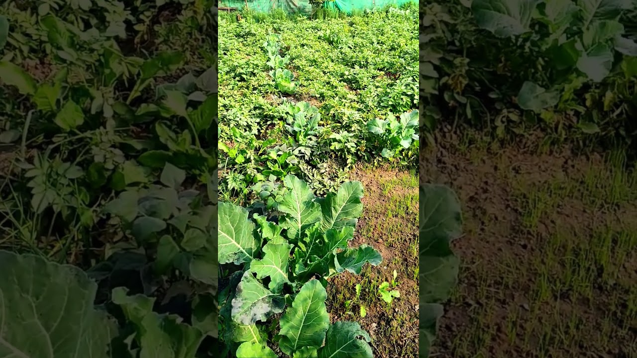 sunadr organic farming 