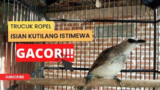 DOWNLOAD SUARA BURUNG TRUCUK DISINI, PALING GACOR!!!!