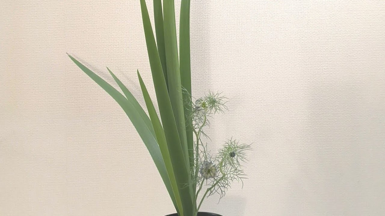 池坊生花カリキュラムでいけばな体験ニゲラ編「はじめての生花ガイド