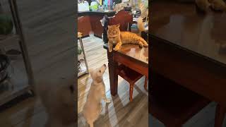 Makulit Si Kulit kulitantime