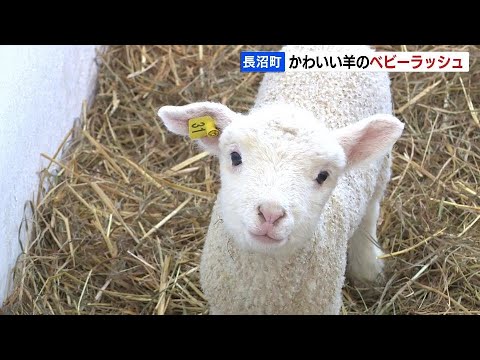 「ハイジ牧場」で羊のベビーラッシュ…２月下旬から約50頭、新たに仲間入り　北海道長沼町　2022年03月14日(月) 放送