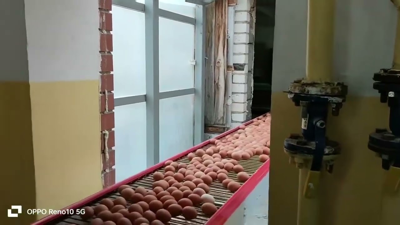 How We Deliver Eggs Safely Across the Globe | Weifang FLT Chain