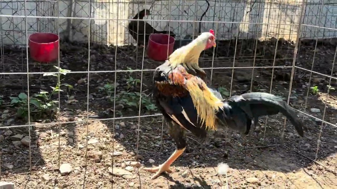 ASILES GIRO EN DESARROLLO