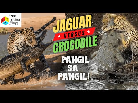 Video: Jaguar: hayop ng mga hari