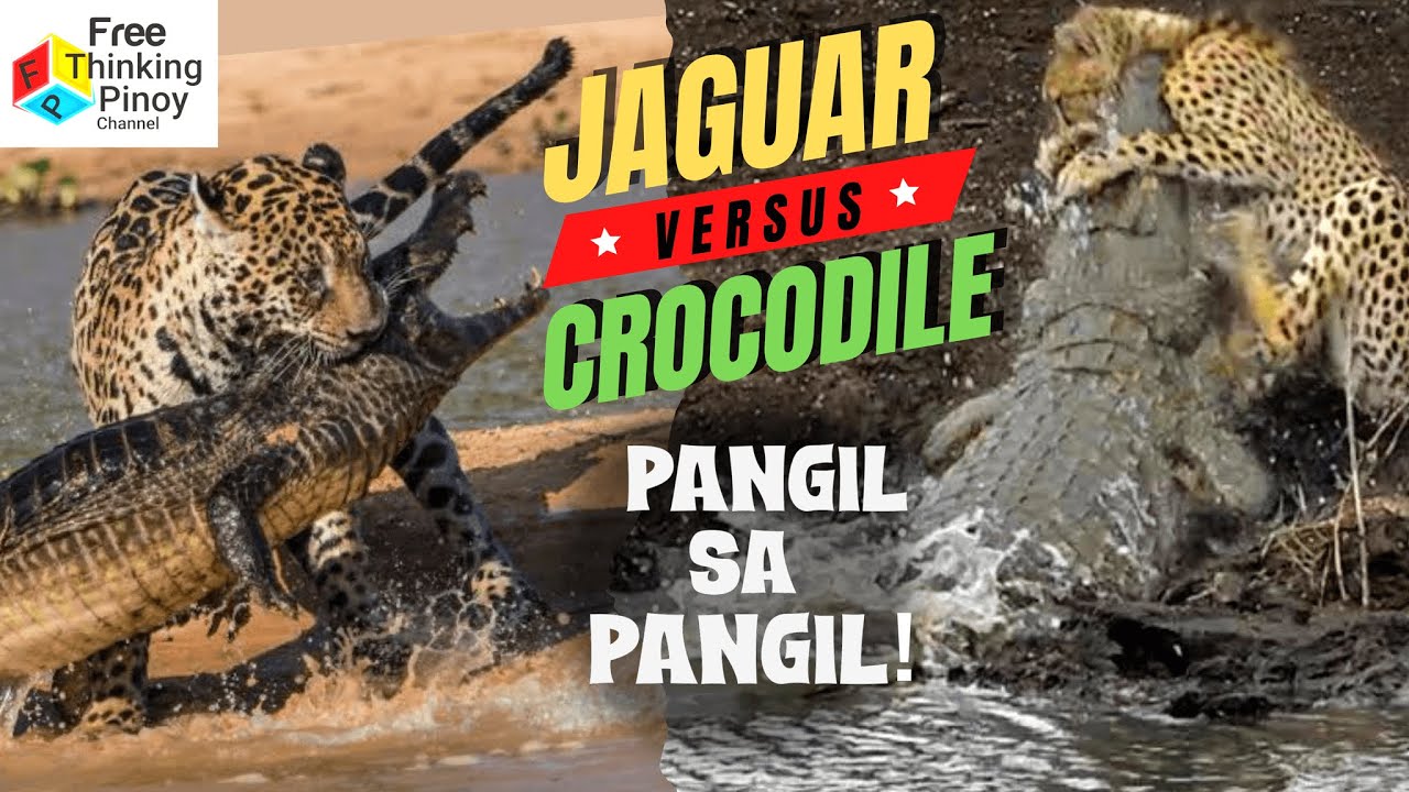 JAGUAR King of the Amazon River Ang Astig Na Pusa ng America YouTube