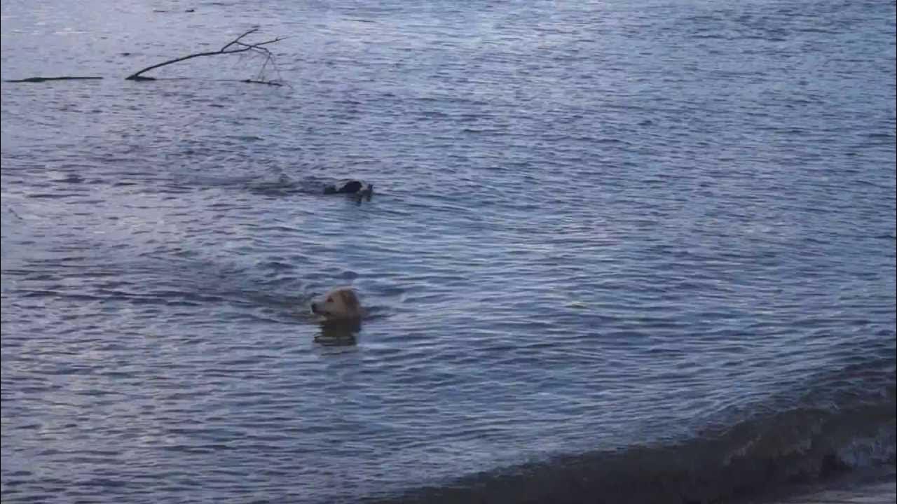 Unleashed dogs in Horseshoe Beach, NSW YouTube