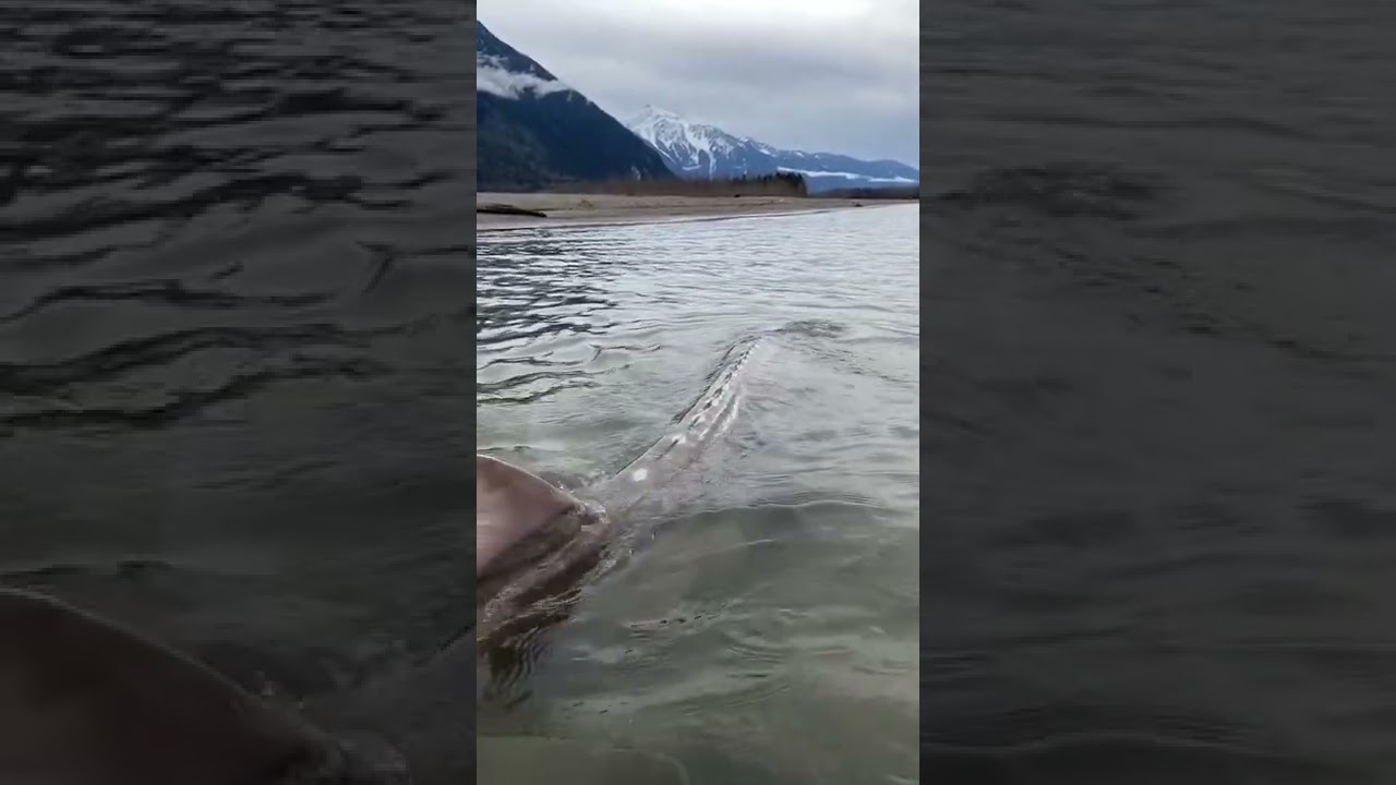 Giant Sturgeon fish in Canada 