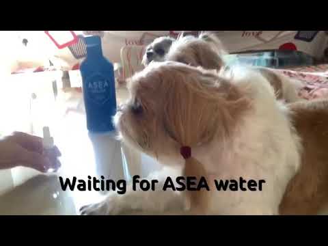 Download ASEA water for Pets