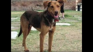 These Italian Wild Dogs Are Smarter Than Me & They Proved It.