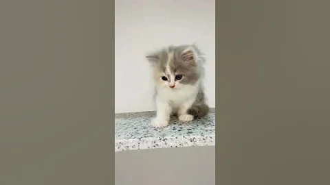 Watch the video about Very Cute Kitten 😍 #kitten #cutekitty #catlover #catplaying #cat #shorts