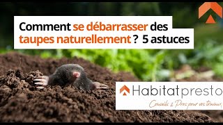 Anti-taupes naturels : 9 astuces pour chasser les taupes ! - ProxyTaupe