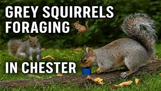 Grey Squirrels Foraging in Chester 🐿️ | Wildlife in England’s Historic City