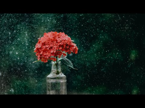 Rain | Music | Love | Romantic | Relax | Nature Whatsapp Status HD | Whatsapp status video | FULL HD