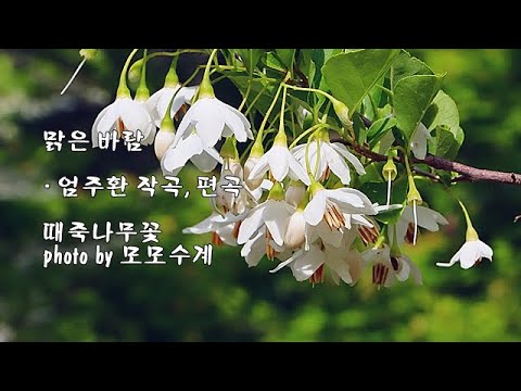 맑은 바람 / 엄주환 작곡, 편곡 &amp;amp; photo by 모모수계