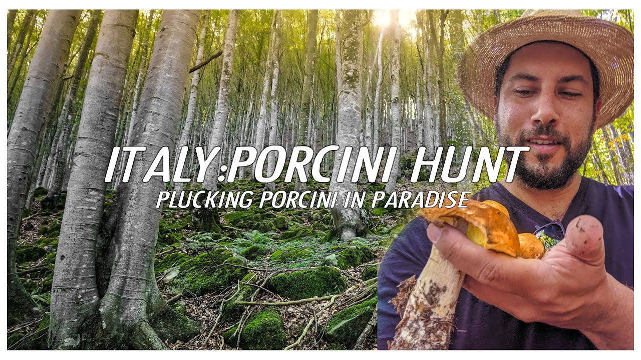 Italy Porcini Hunt Plucking Porcini in Paradise Italy