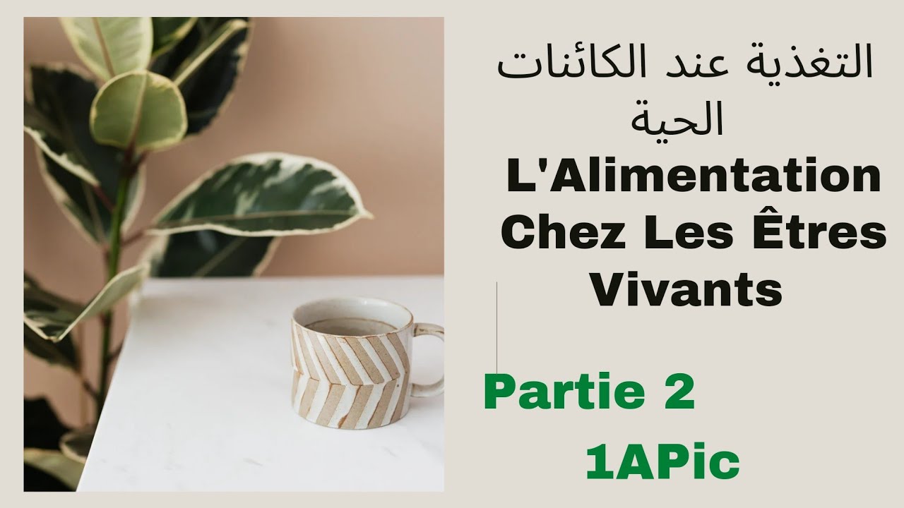 L’alimentation chez les êtres vivants 1AC  || Partie 2 ||  التغذية عند الكائنات الحية