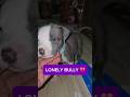 Nobody Wants To Be Friends With My American Bully 😭🐶| Street Dog and American Bully