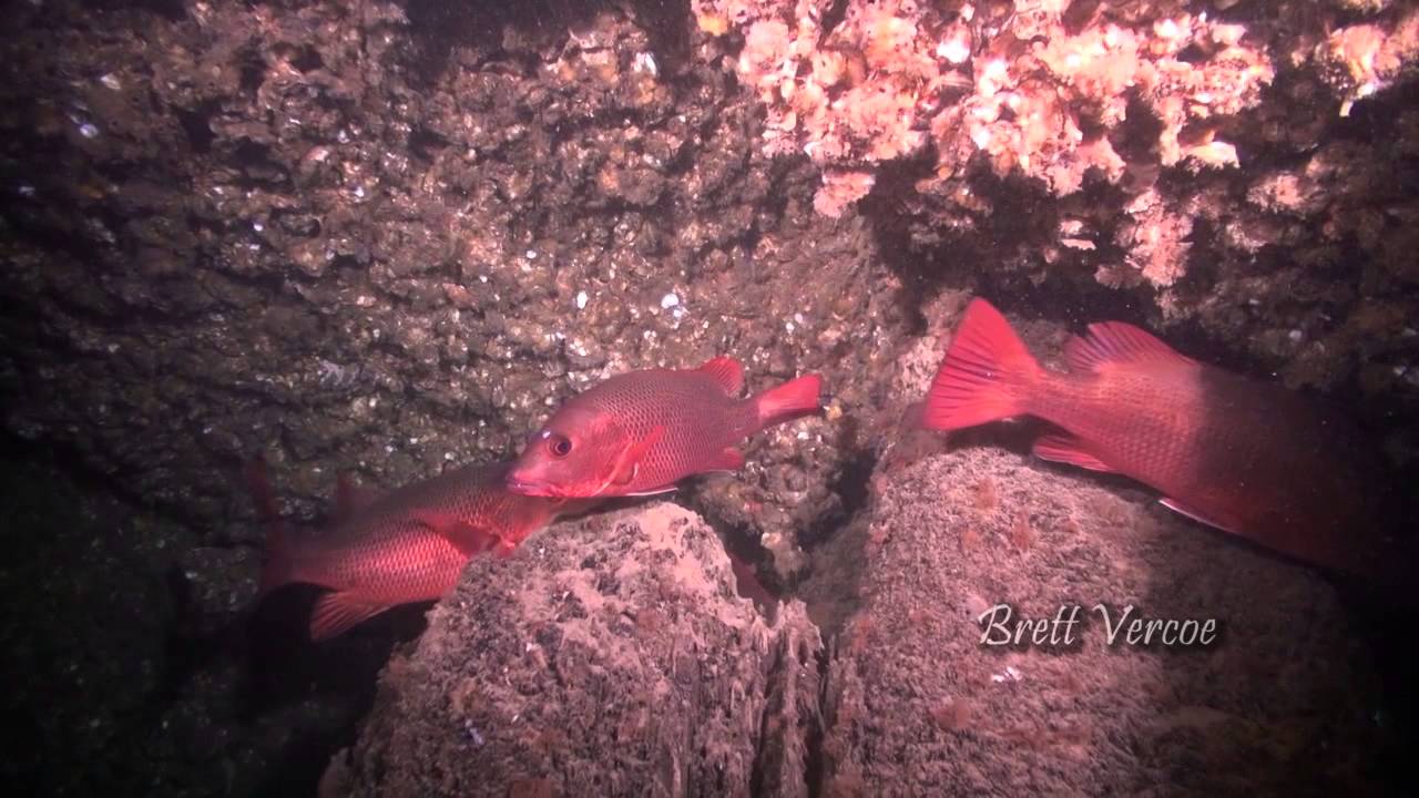 Mangrove jacks of the NSW North Coast