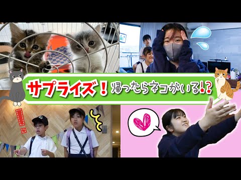 【サプライズ＆ドッキリ】学校から帰ったら、ネコちゃんがいる！？