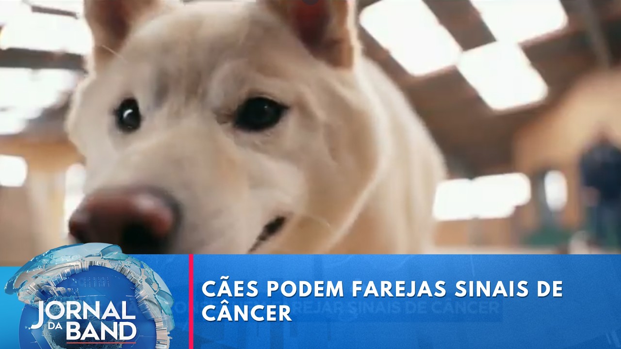 Ciência busca replicar o faro canino para identificar câncer | Jornal da Band