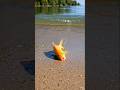 नदी से बाहर आई सुनहरी मछली 😱🐟 | Golden Fish Mystery | Viral River Scene Shorts #viral #trending #100