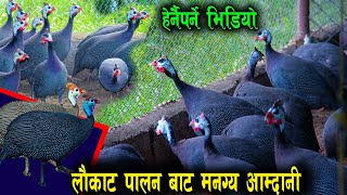 लौकाट पालन कसरी गर्ने? सम्पुर्ण जानाकारी सहित || laukat Birds || News Nepal