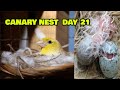 Canary nest day 21