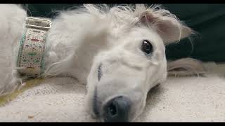 Relaxing Music // Sleeping Borzoi - Time #2 HD