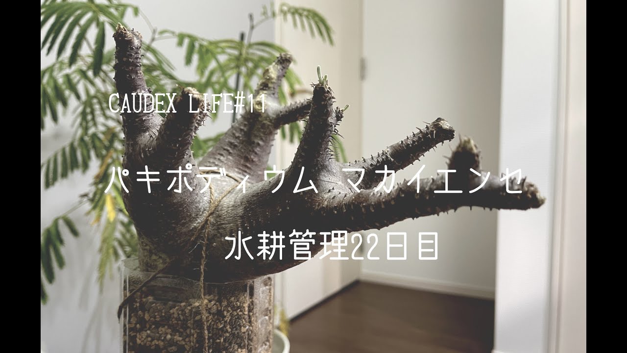 CAUDEX LIFE #11】マカイエンセの水耕管理結果報告/土耕管理切替え