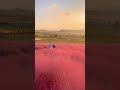 Pink Muhly Grass field