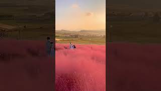 Download Lagu Pink Muhly Grass field MP3