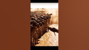 Have You Seen “Cattle Running on Momentum” The Fascinating Physics Behind a Charging Herd #short