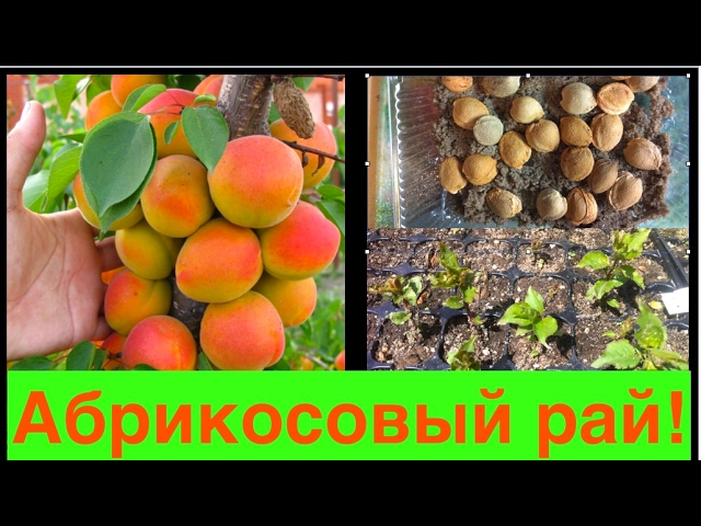 АБРИКОС. КАК ВЫРАСТИТЬ АБРИКОС из КОСТОЧКИ? Абрикосовый рай. ТопСад.TopSad.