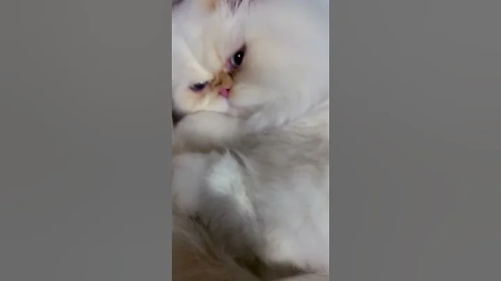 Watch the video about Purr or Jet Engine? You decide. #catlover #purr #persiancat #zoro #cute