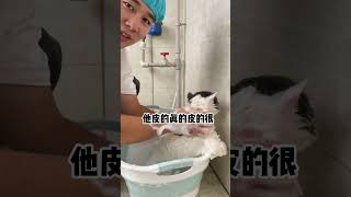 长沙上门洗猫日常 蓝白洗护 今天洗一只特别的蓝白虽然没有以前的胖但是在我这里的份量一点也不轻#宠物 #宠物美容 #猫咪