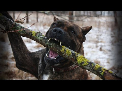 АЛАНО - СОБАКА СПОСОБНАЯ ЗАВАЛИТЬ БЫКА