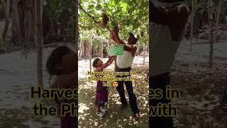 harvesting grapes in the Philippines 😍