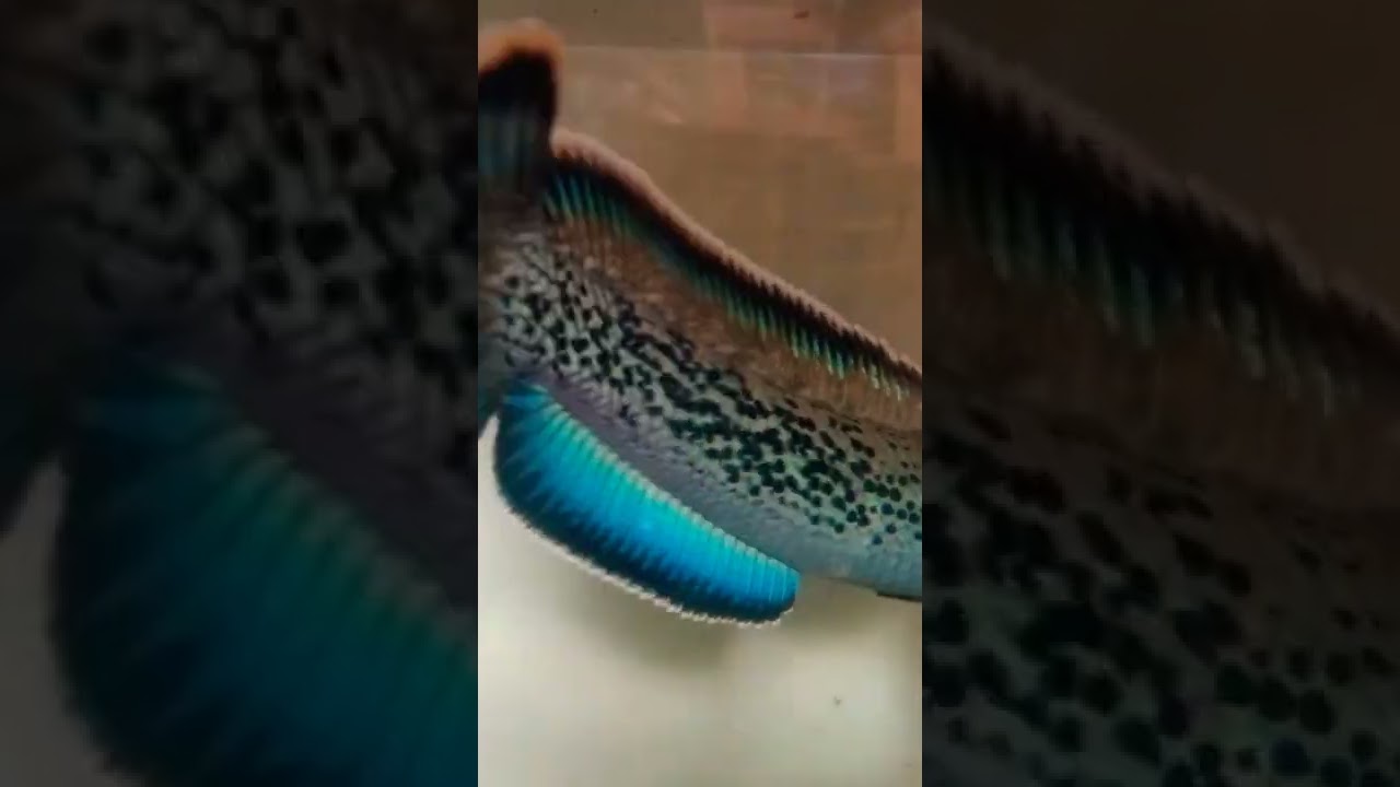 ikan chana stewarti super jumbo