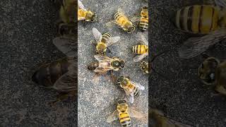 Beautiful Super Queen Bee Walking On The Cover