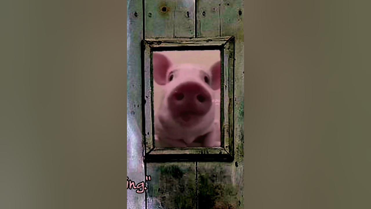 Ich Glaub Mein Schwein Pfeift ähnliche Sprüche Das Spaßschwein... Ich glaub mein Schwein pfeift - YouTube