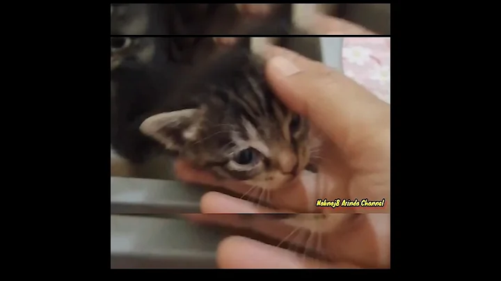 Watch the video about Kitten imut lucu mix Persia vs domestik 4 #shorts #trendingshorts #cat #funny