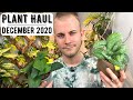 Houseplant Haul | December 2020
