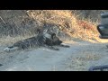 2025 7 18 Wild Dogs 2025 7 18 Wild Dogs