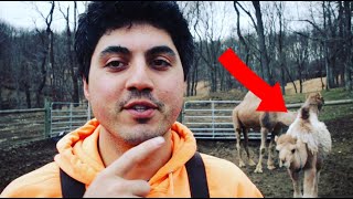 CAMEL EXPERT IDENTIFIES A DANGER SIGN