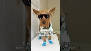 Our ancestors walked so we could run 🐾 #cutedogs #dogs #yorkies