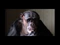 Chimpanzee chewing gum